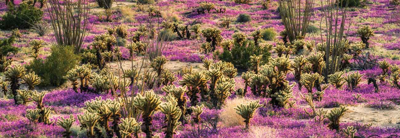 Anza-Borrego Desert flowers