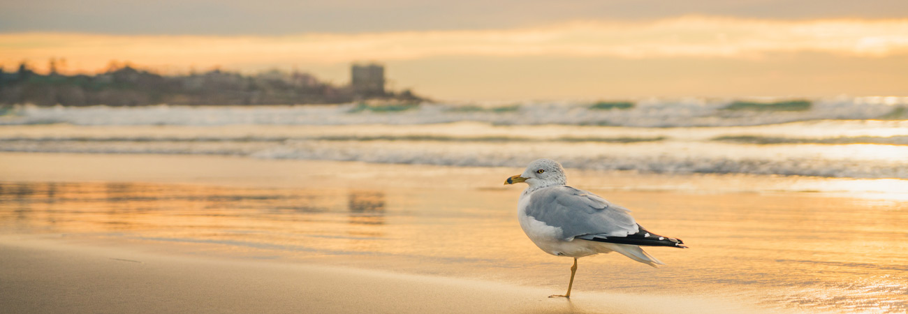 Seagull standing on shore at La Jolla beach