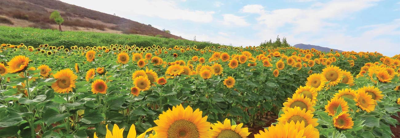Field of sunflowers on a sunny day