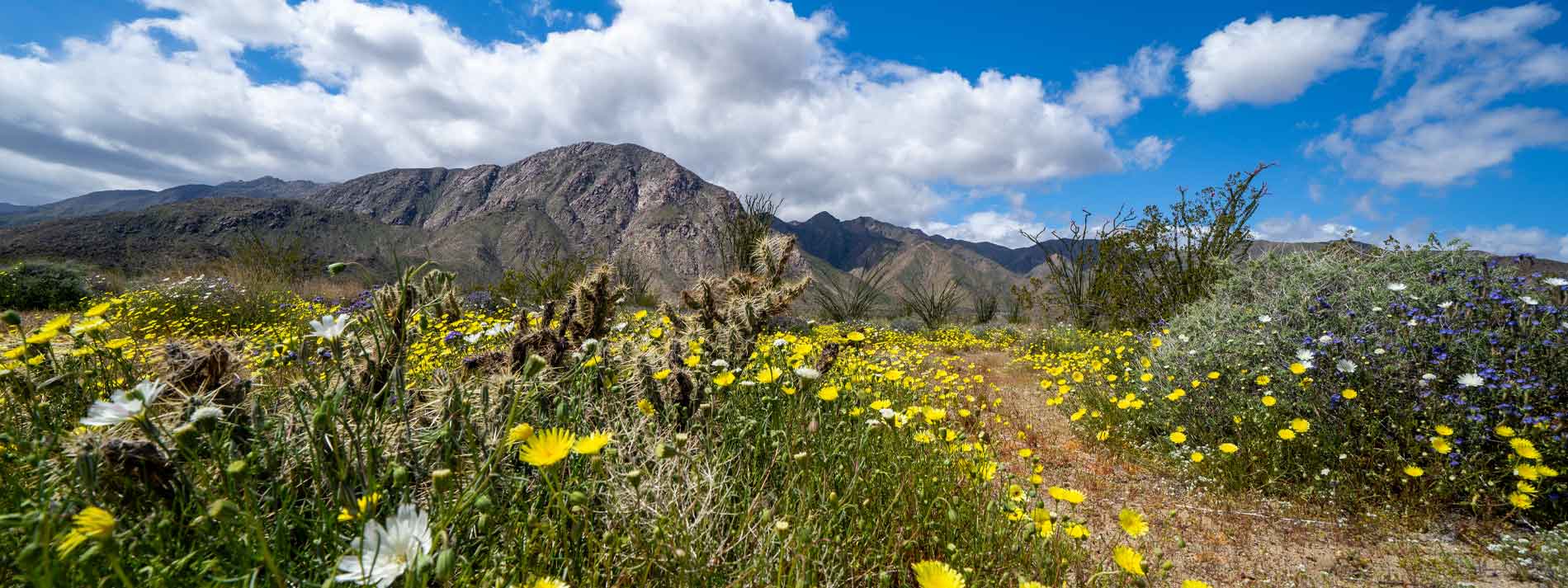 Wildflowers at Anza-Borrego Desert Park